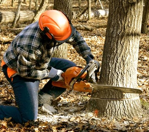 Tree Removal in Tram, KY